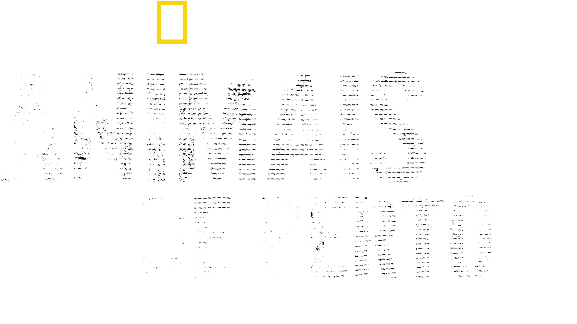 Animais de Perto com Bertie Gregory