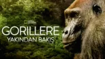 thumbnail - Gorillere Yakından Bakış