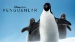thumbnail - Penguenler