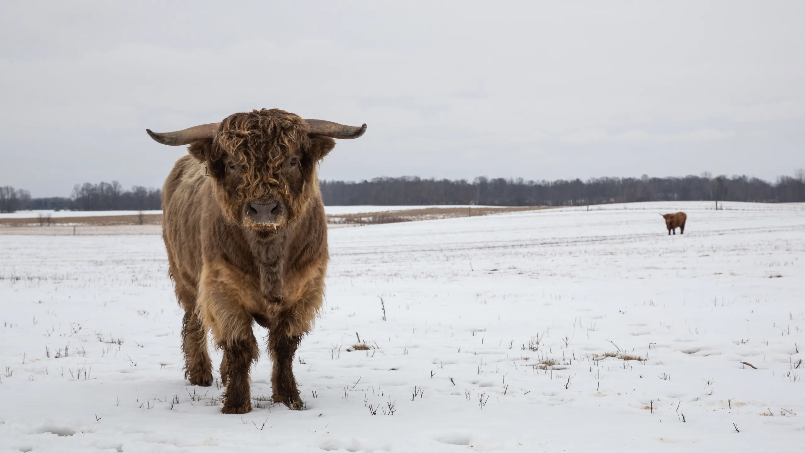 thumbnail - S17:E7 Walking in a Winter Pol-ar Land