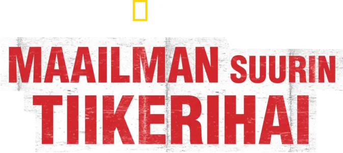 Maailman suurin tiikerihai