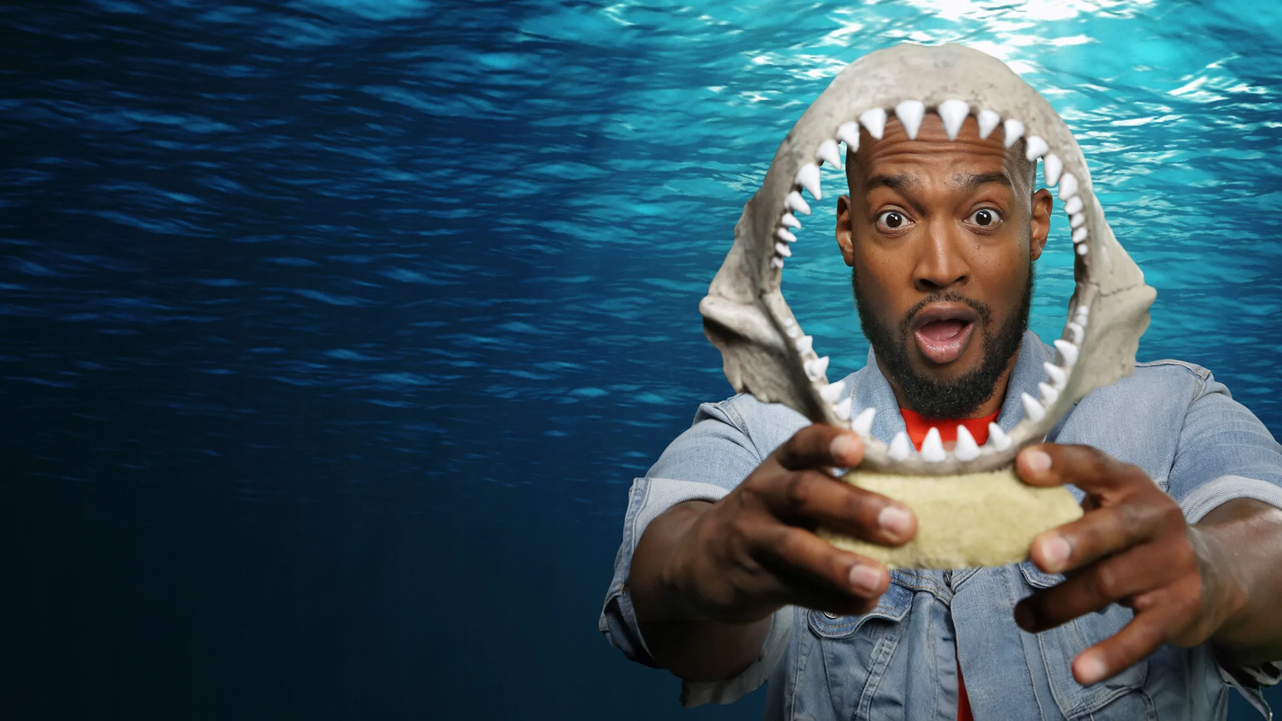 Les requins : nouvelles stars d'Internet