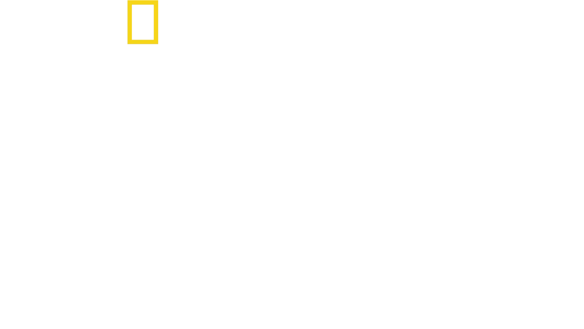 Verdens største hvithai?