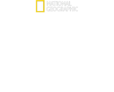 Verdens største hvithai?