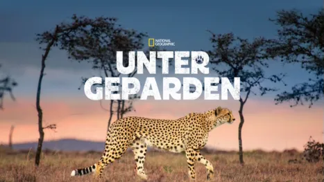 thumbnail - Unter Geparden
