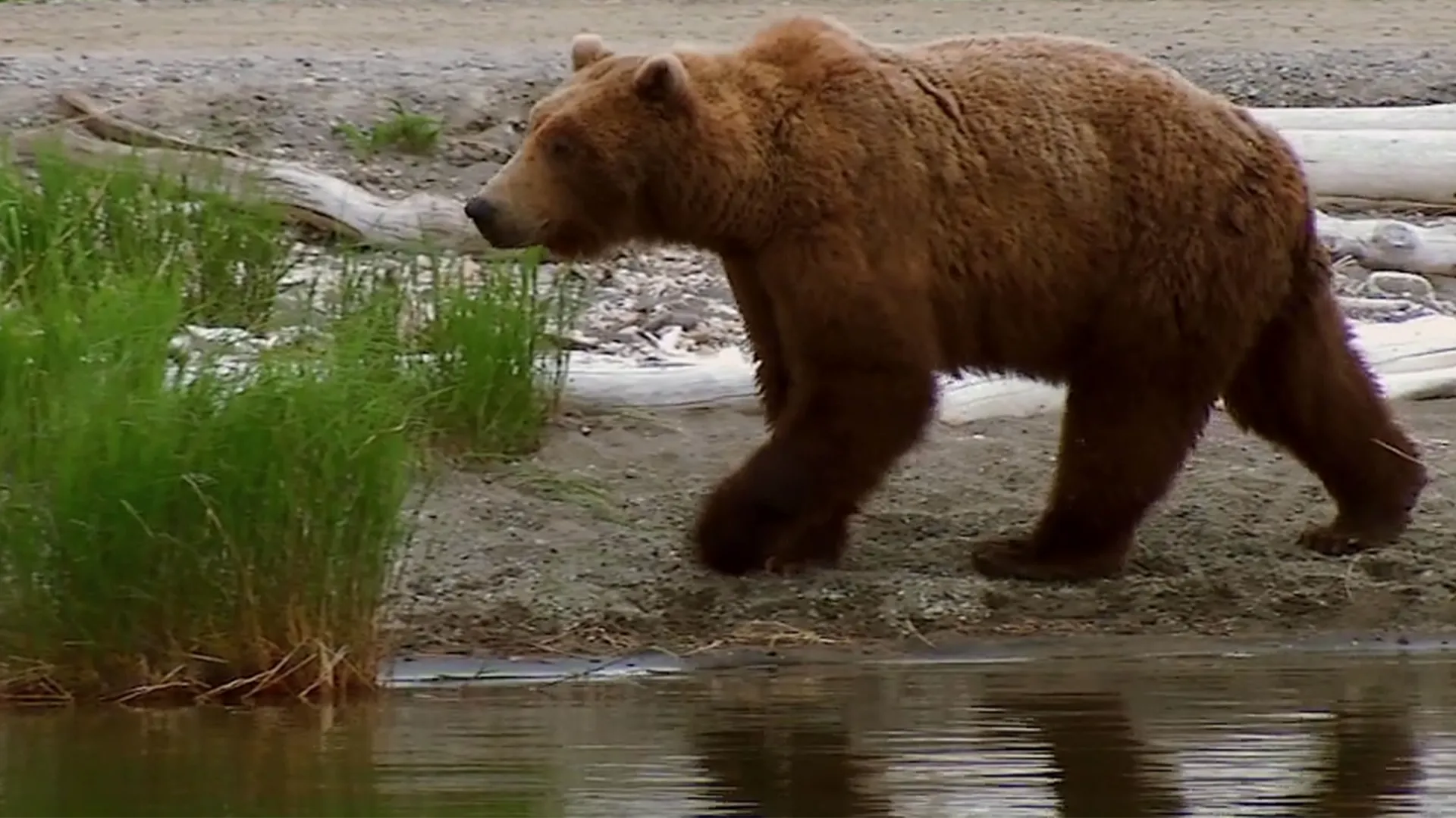 thumbnail - S1:E1 Grizzly Battleground