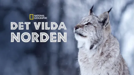 thumbnail - Det vilda norden