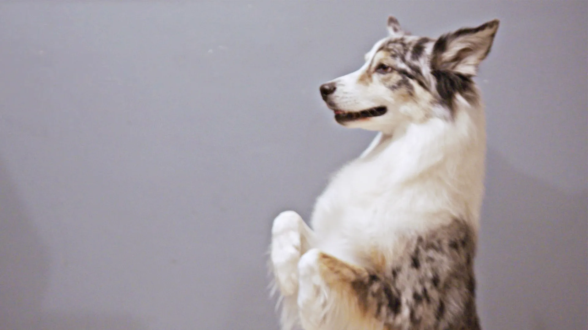 thumbnail - S1:E1 It's a Dog Eat Dog World