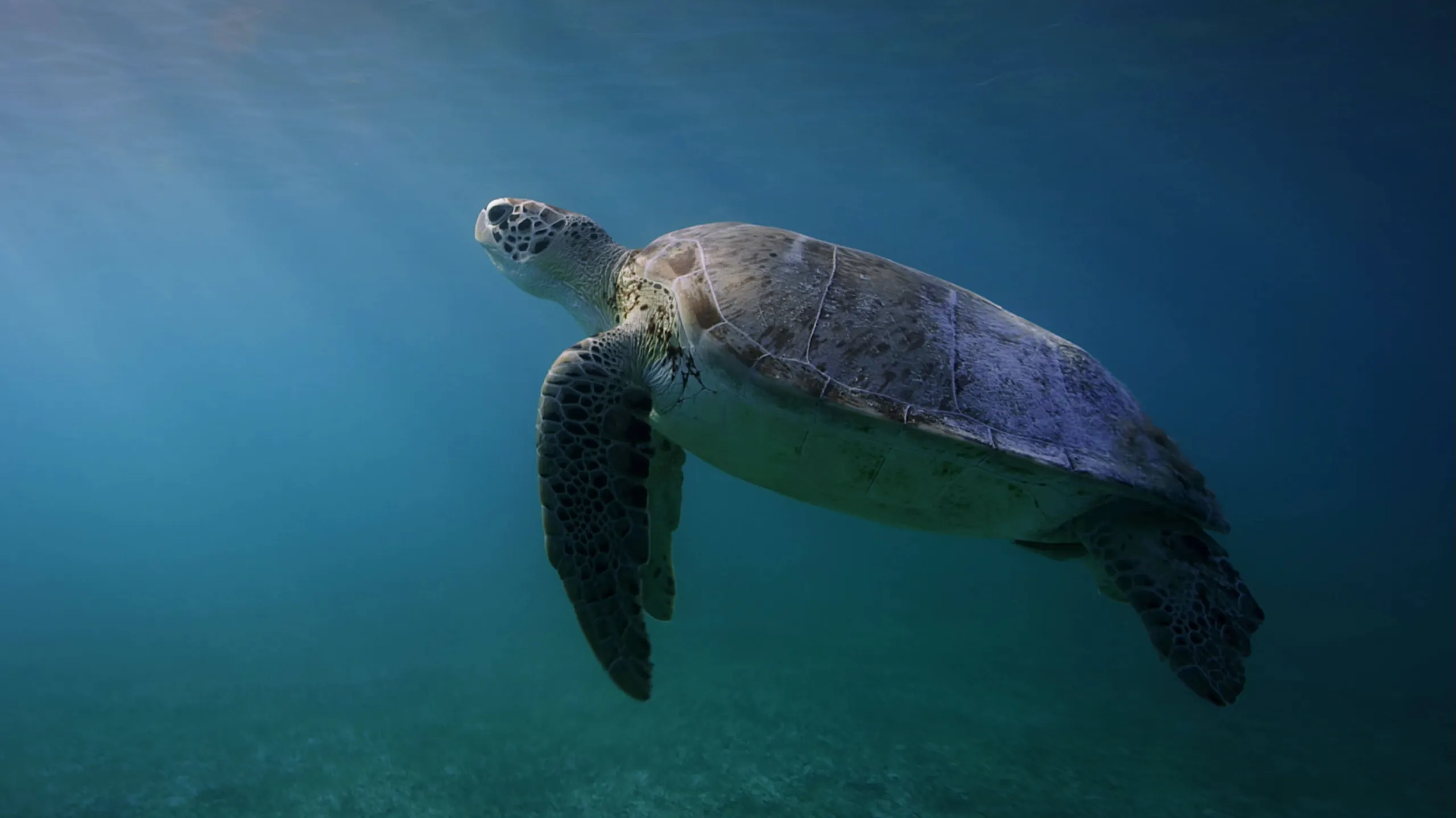 thumbnail - S1:E3 Villains