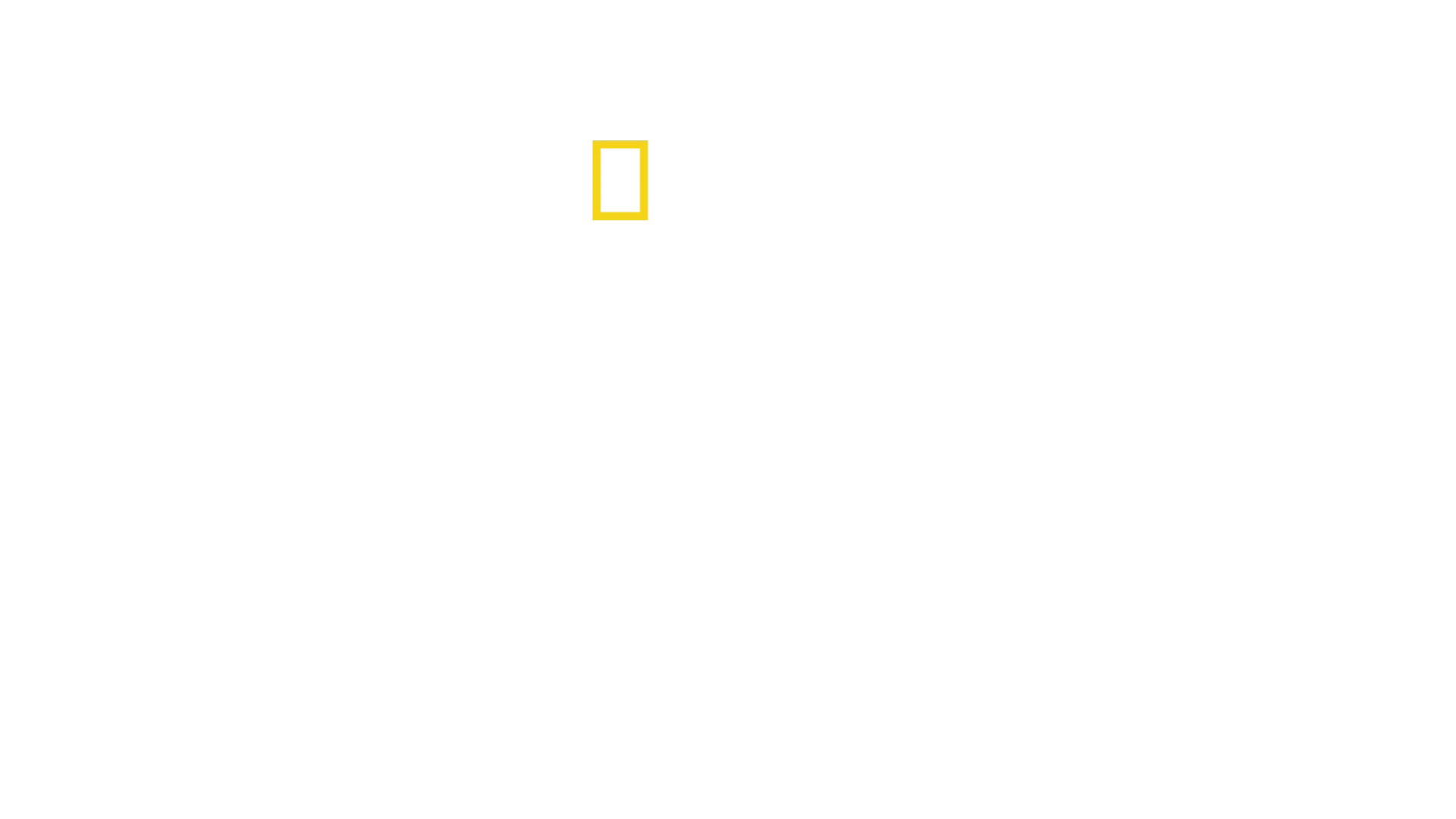 Leopardo de ojos verdes