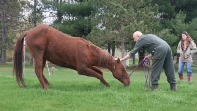 thumbnail - S24:E8 Pups and Downs