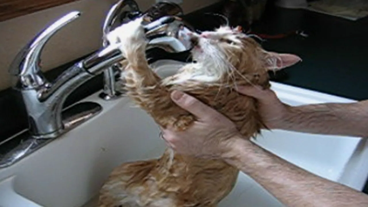 thumbnail - S19:E6 Guys Getting Snagged by Fish Hooks Versus Animals with Itchy Butts