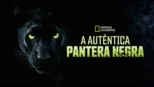 thumbnail - A Autêntica Pantera Negra