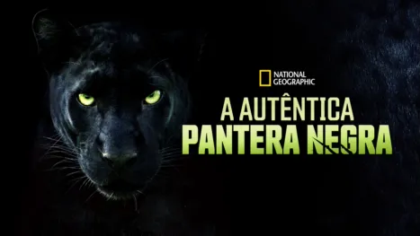 thumbnail - A Autêntica Pantera Negra