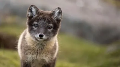 thumbnail - S1:E5 Polar Parenting