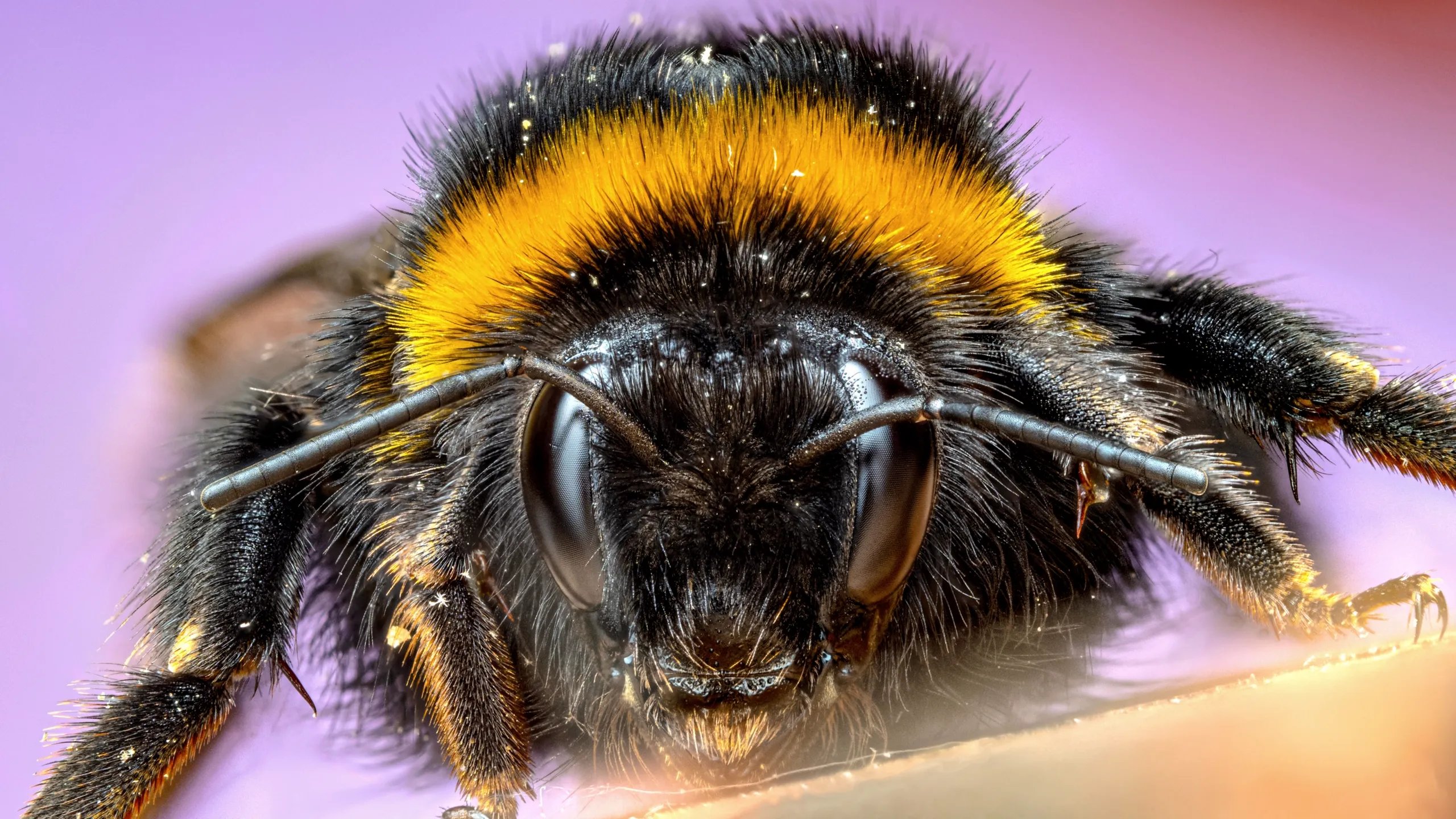 thumbnail - S1:E5 The Busy Farm