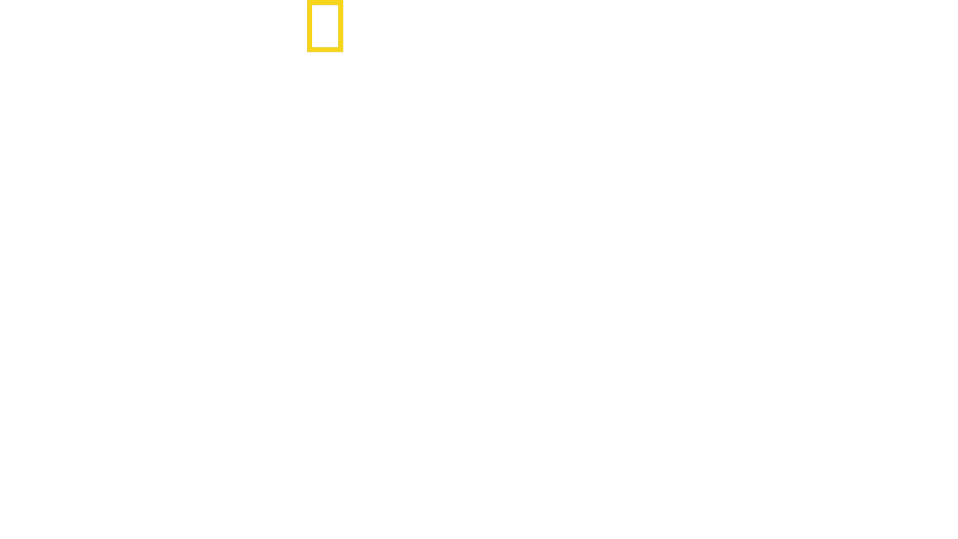 When Sharks Attack