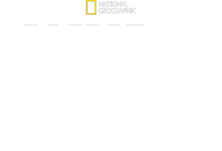 When Sharks Attack