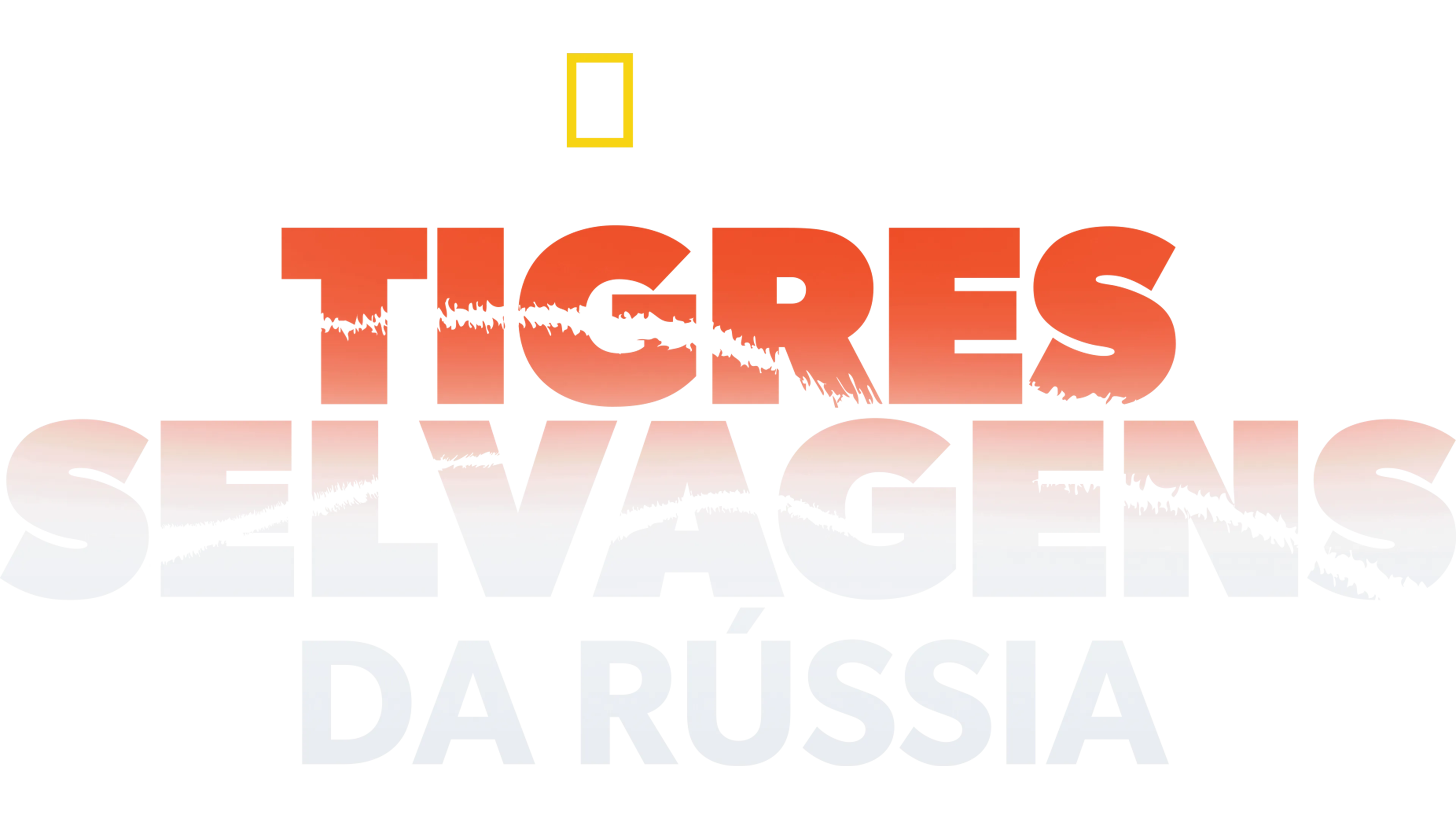Tigres Selvagens da Rússia