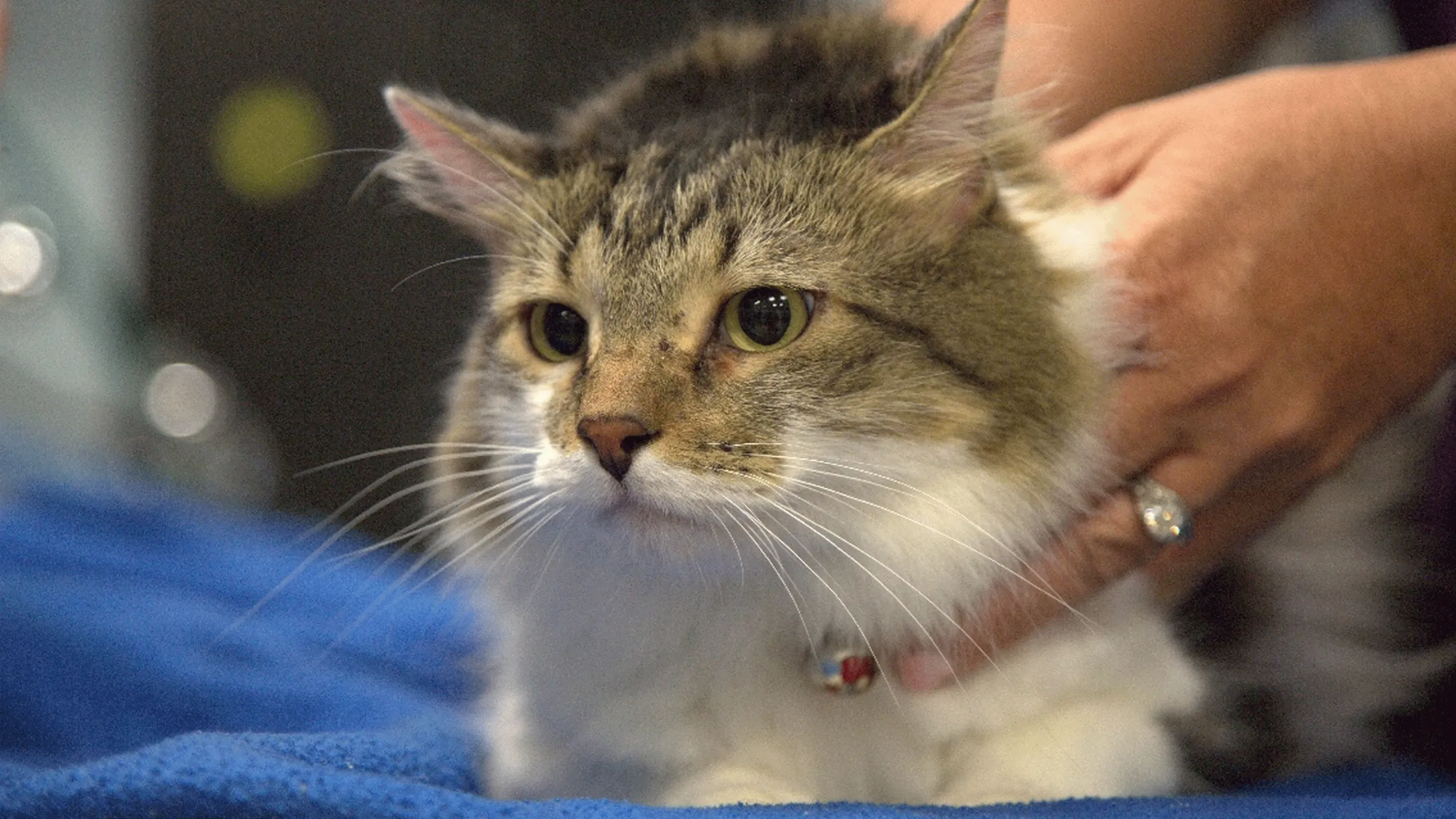 thumbnail - S1:E1 A New Leash On Life