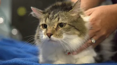 thumbnail - S1:E1 A New Leash On Life