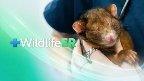 thumbnail - Wildlife ER