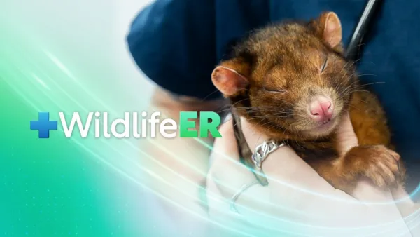thumbnail - Wildlife ER