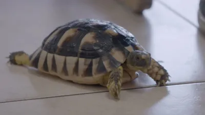 thumbnail - S9:E7 Sugar Glider Honey Bunch