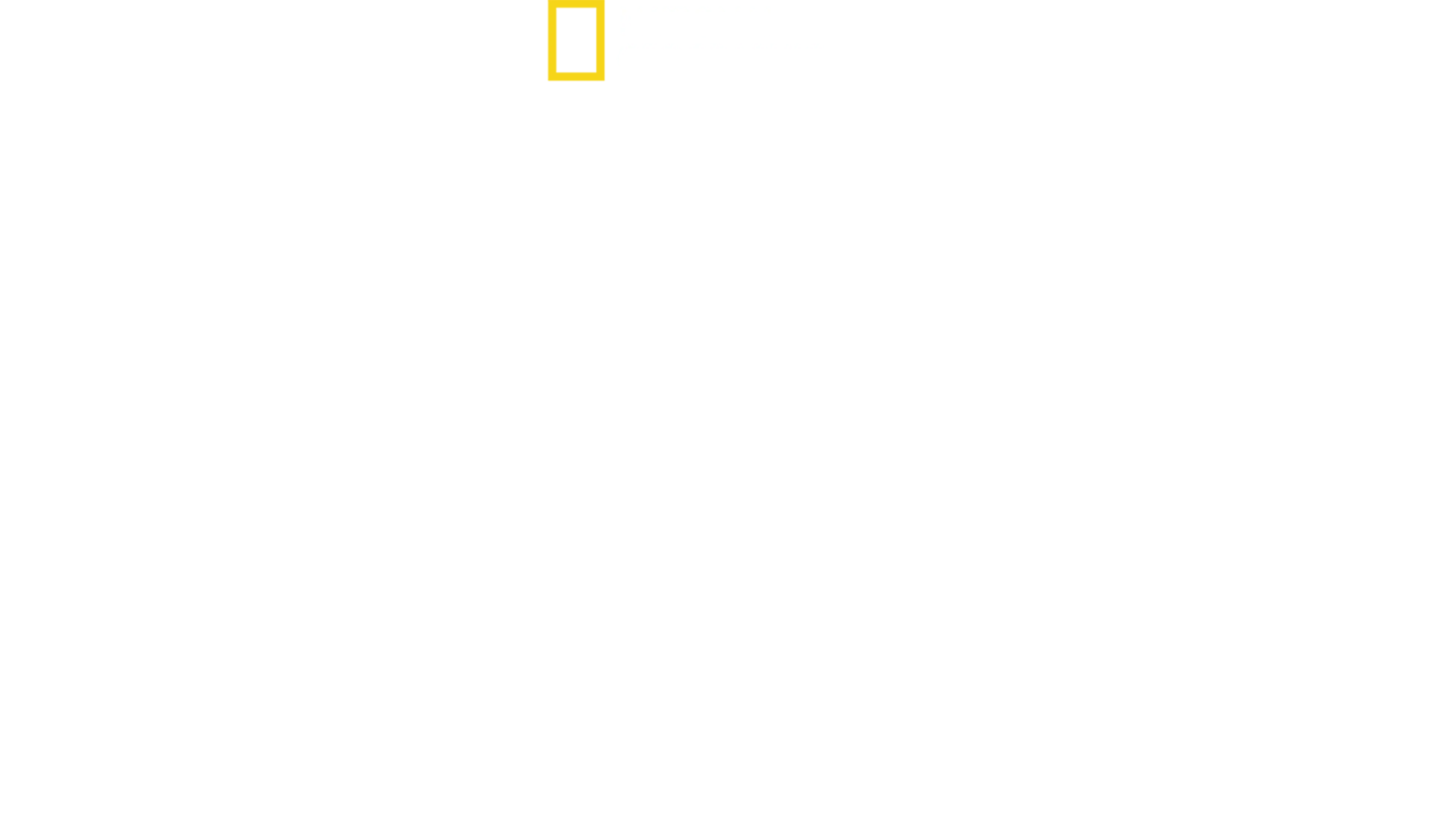 Bullenhai vs. Hammerhai