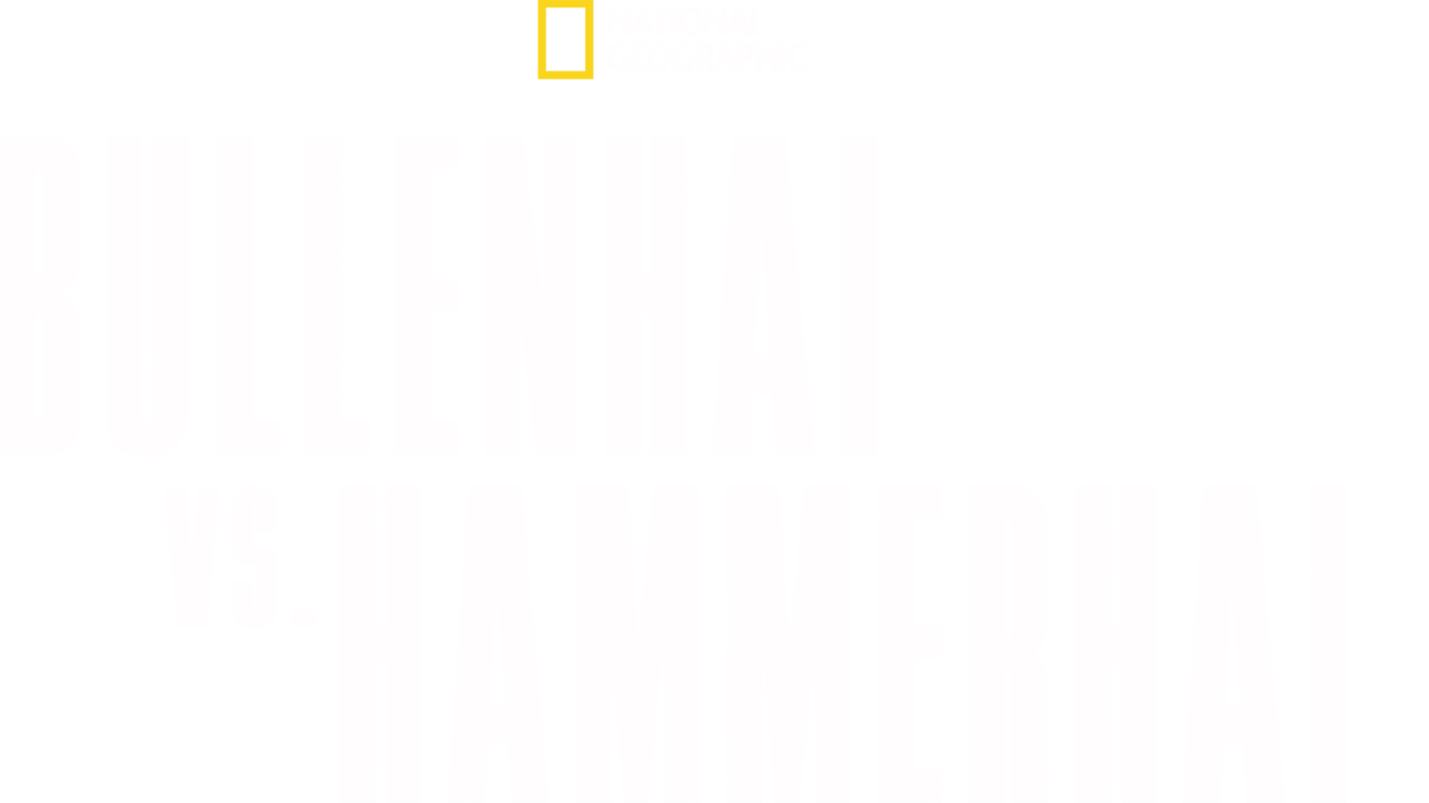 Bullenhai vs. Hammerhai