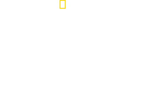 Bullenhai vs. Hammerhai
