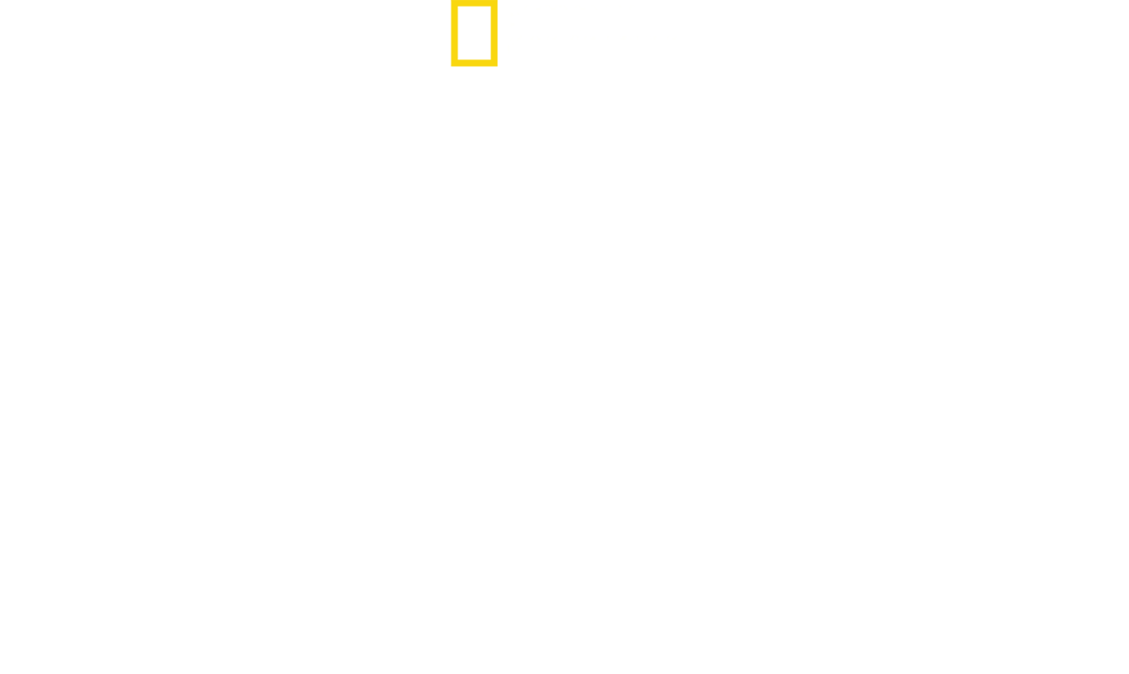 Bullenhai vs. Hammerhai