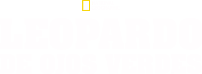 Leopardo de ojos verdes