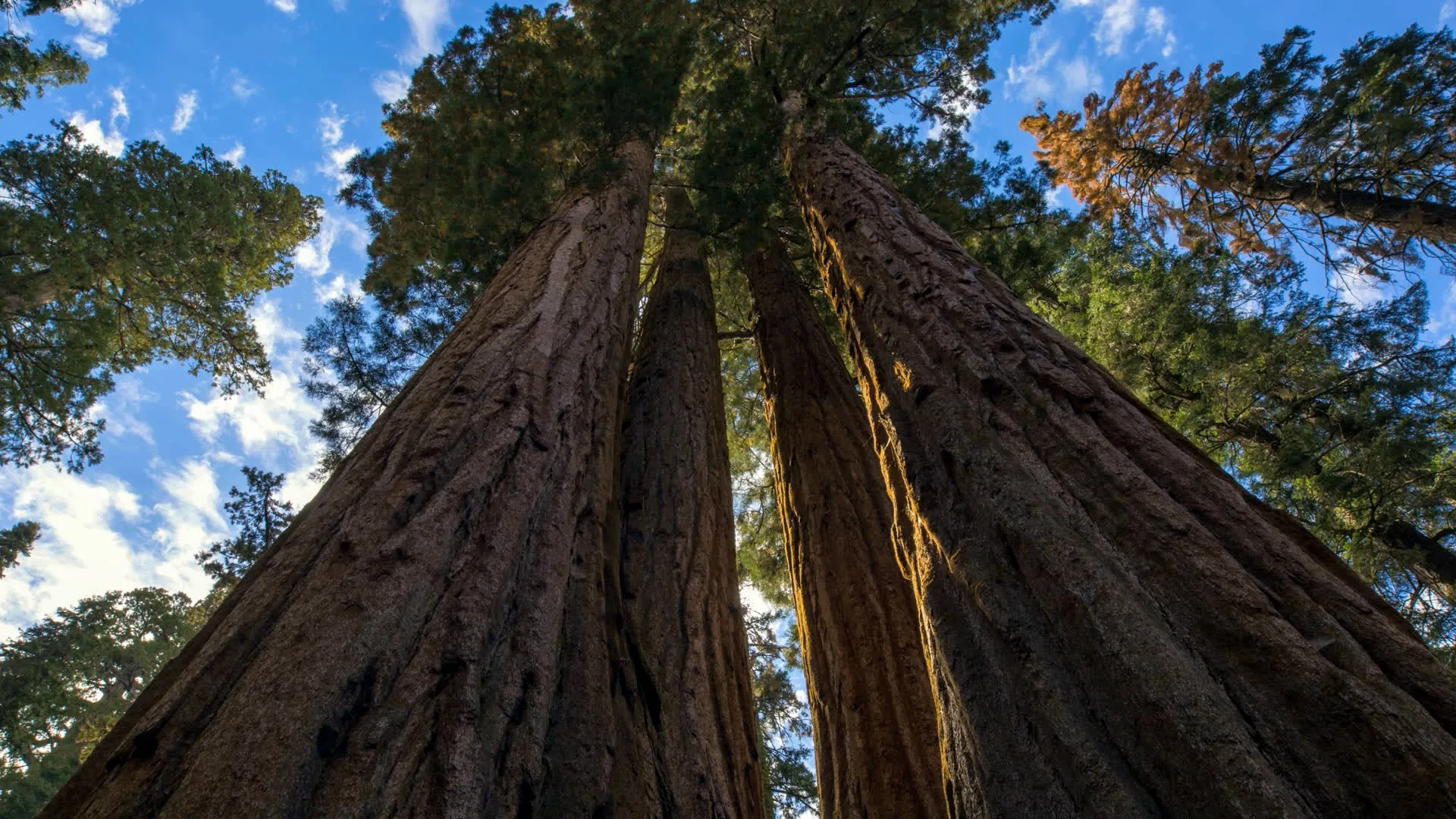 thumbnail - S1:E3 Climbing a Giant Sequoia Tree