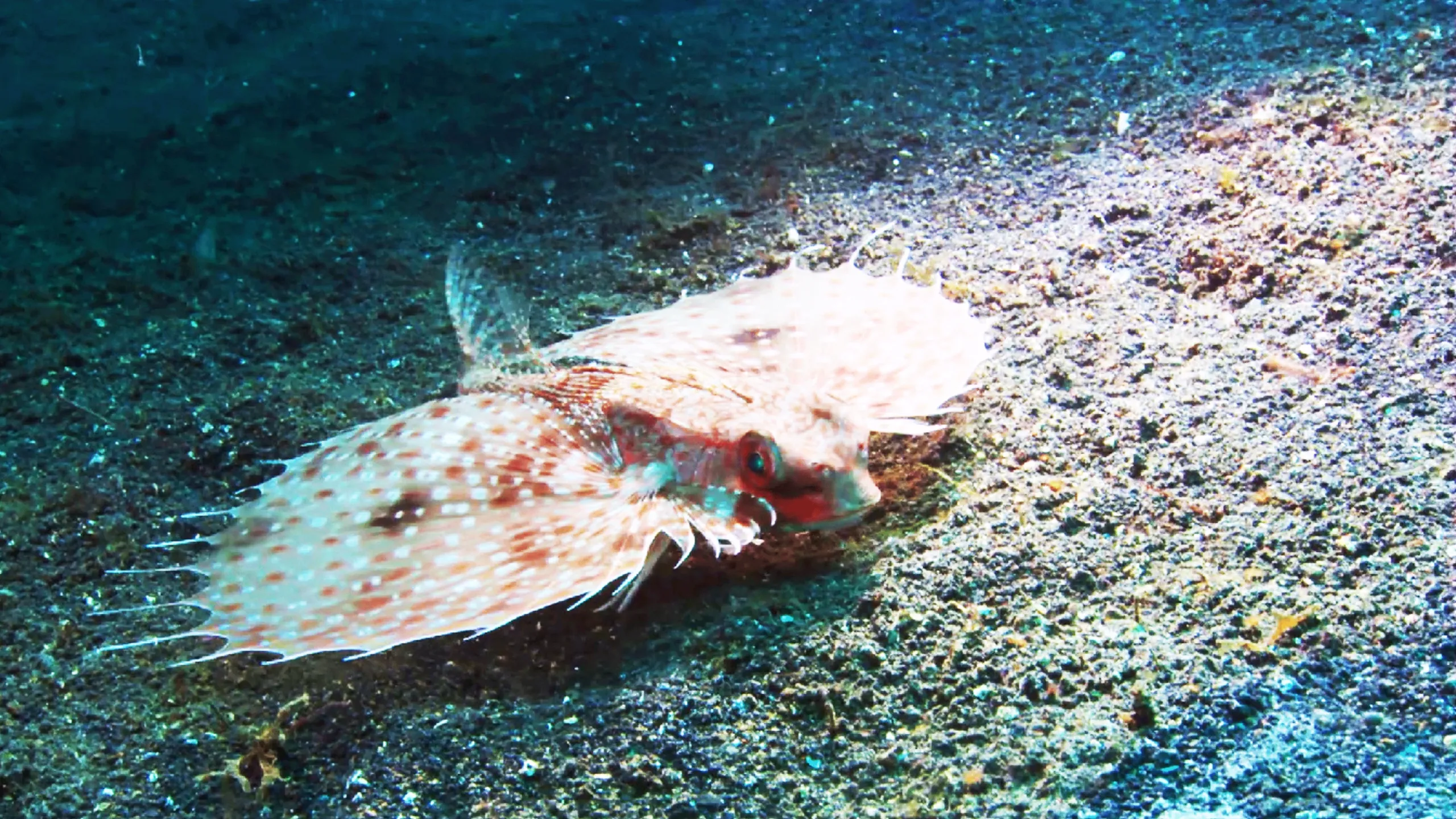 thumbnail - S1:E4 A Flying Fish
