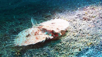 thumbnail - S1:E4 A Flying Fish