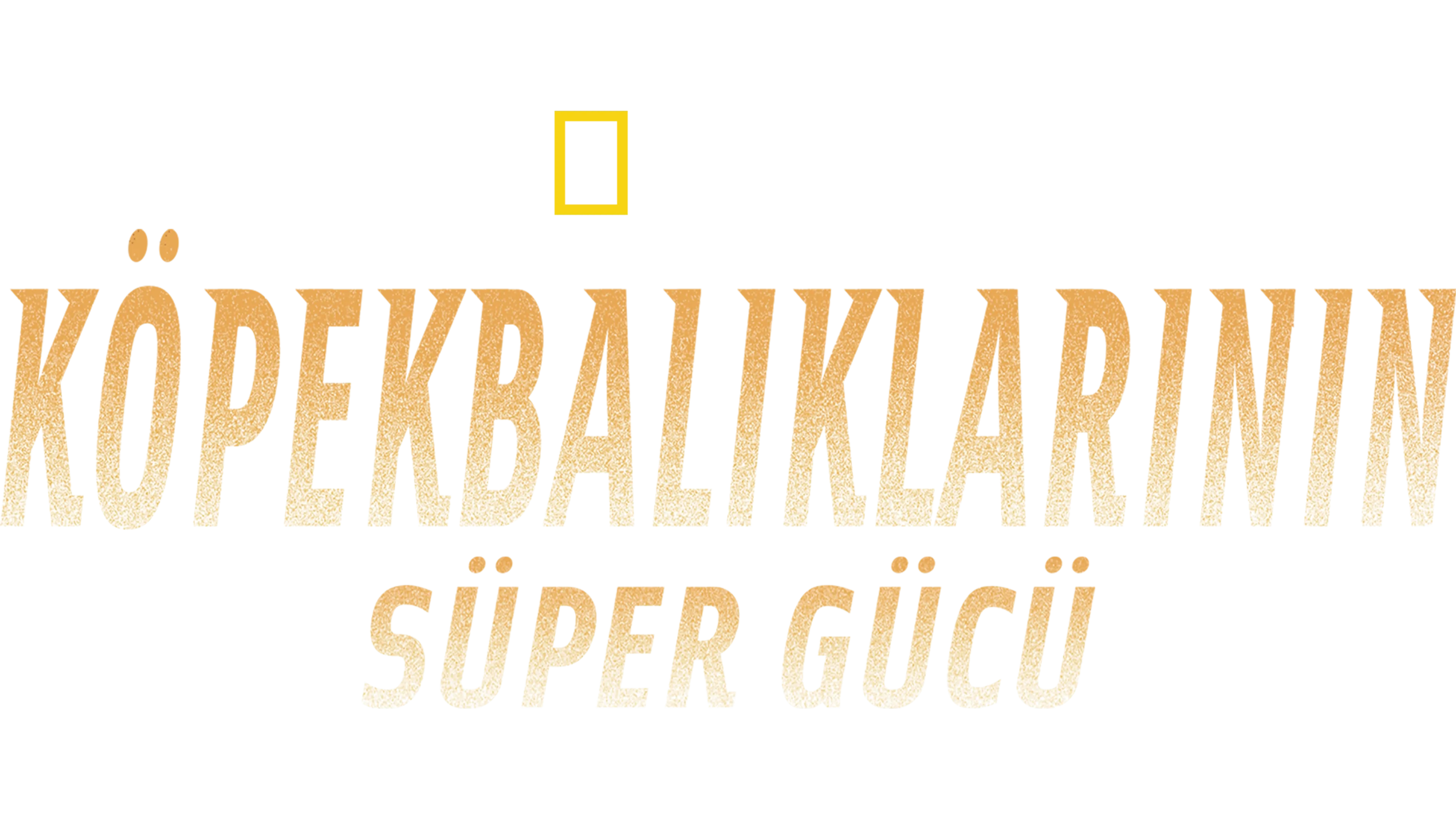 Köpekbalıklarının Süper Gücü