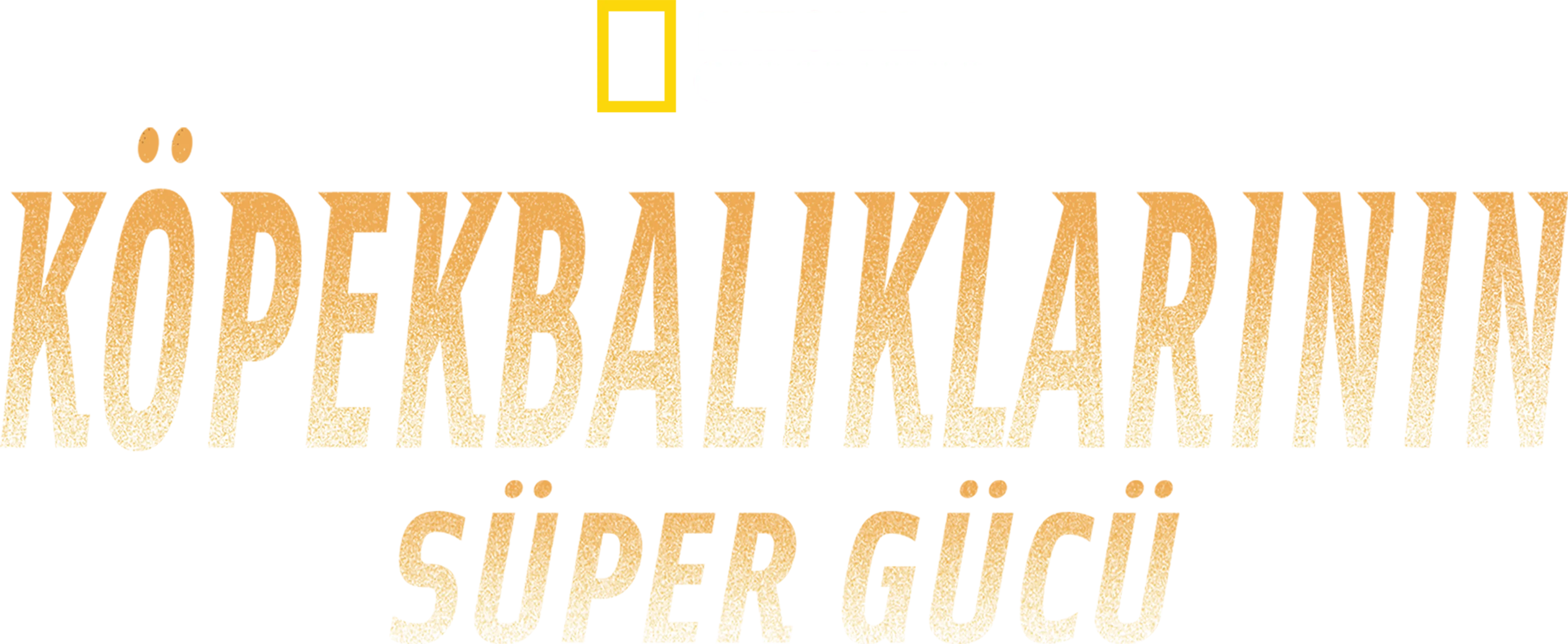 Köpekbalıklarının Süper Gücü