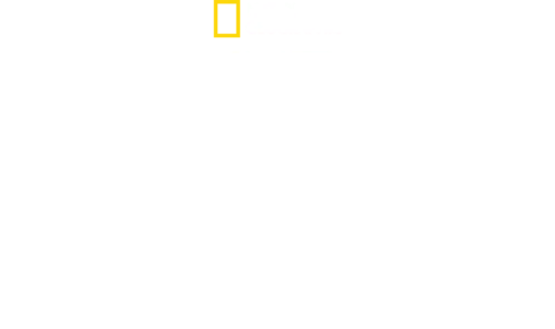 Tubarões Visto de Cima
