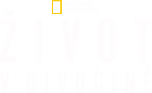 Život v divočině