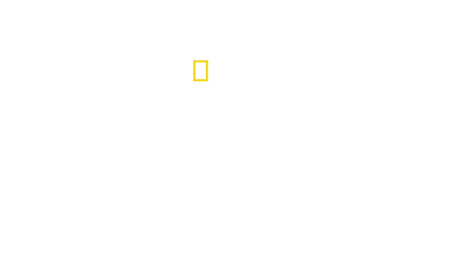 Puuleopardien paluu