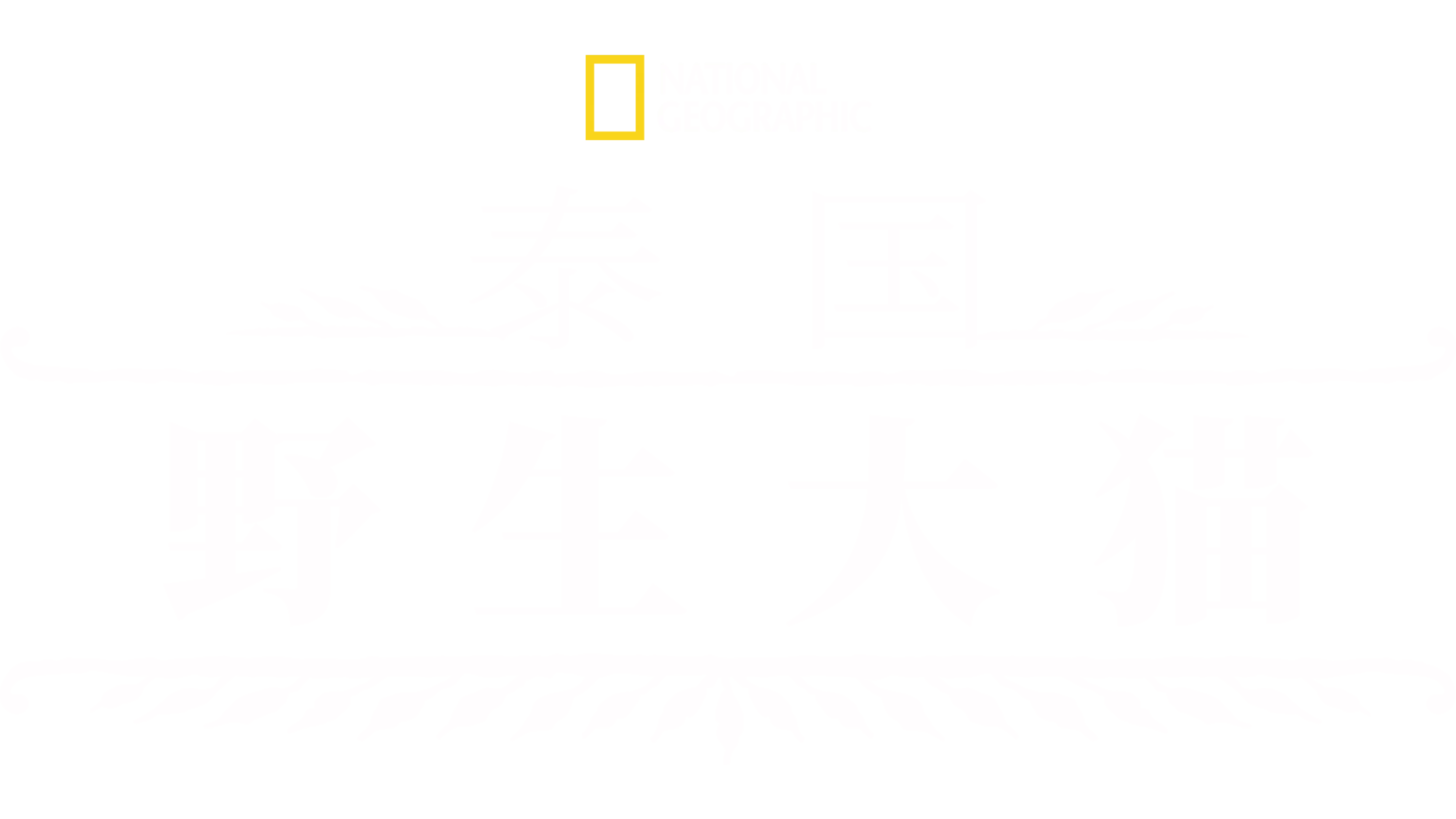 泰国野生大猫