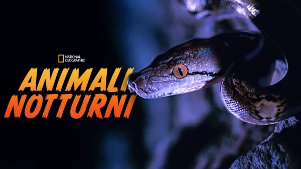 thumbnail - Animali notturni
