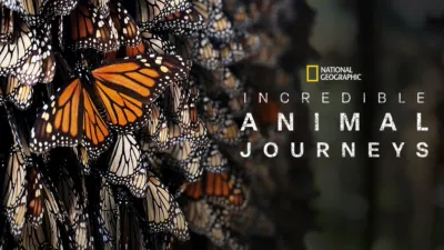 Incredible Animal Journeys