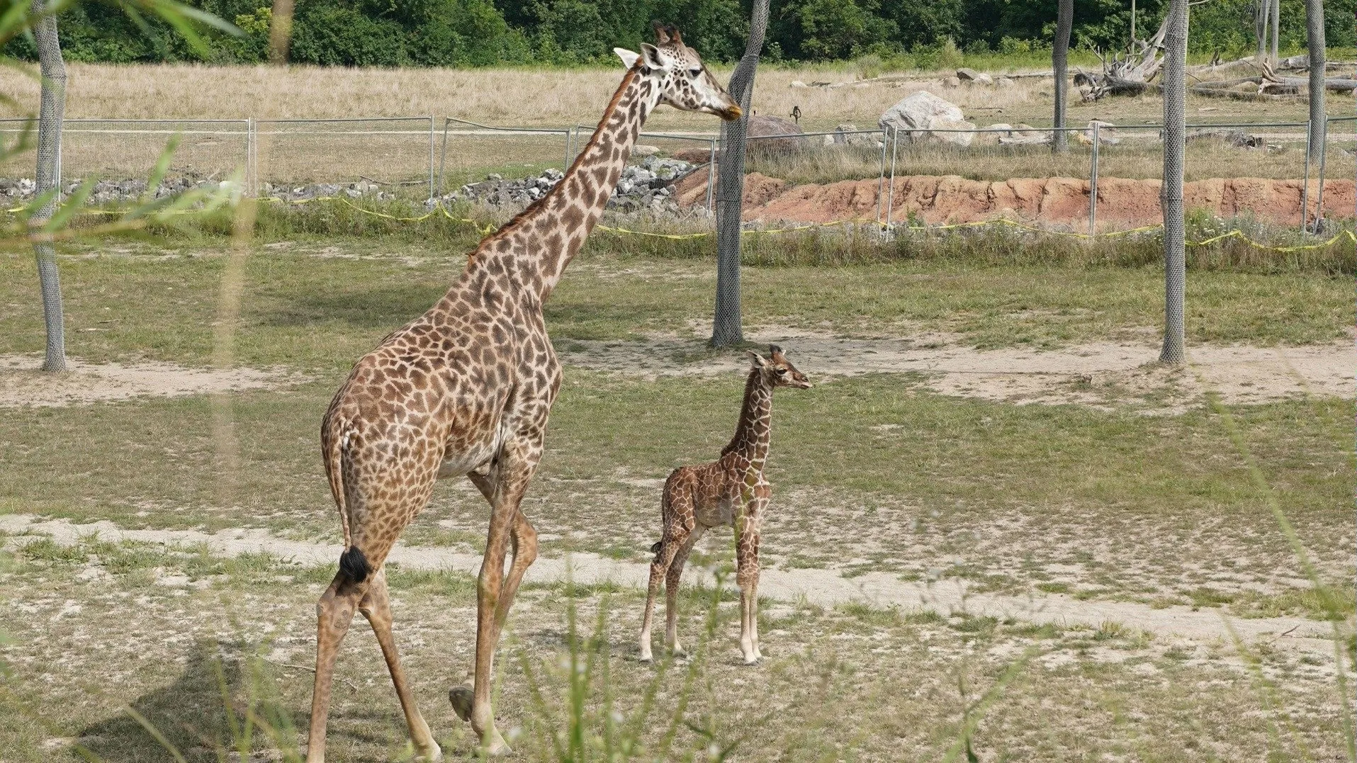 thumbnail - S5:E6 Giraffe-Ic Park
