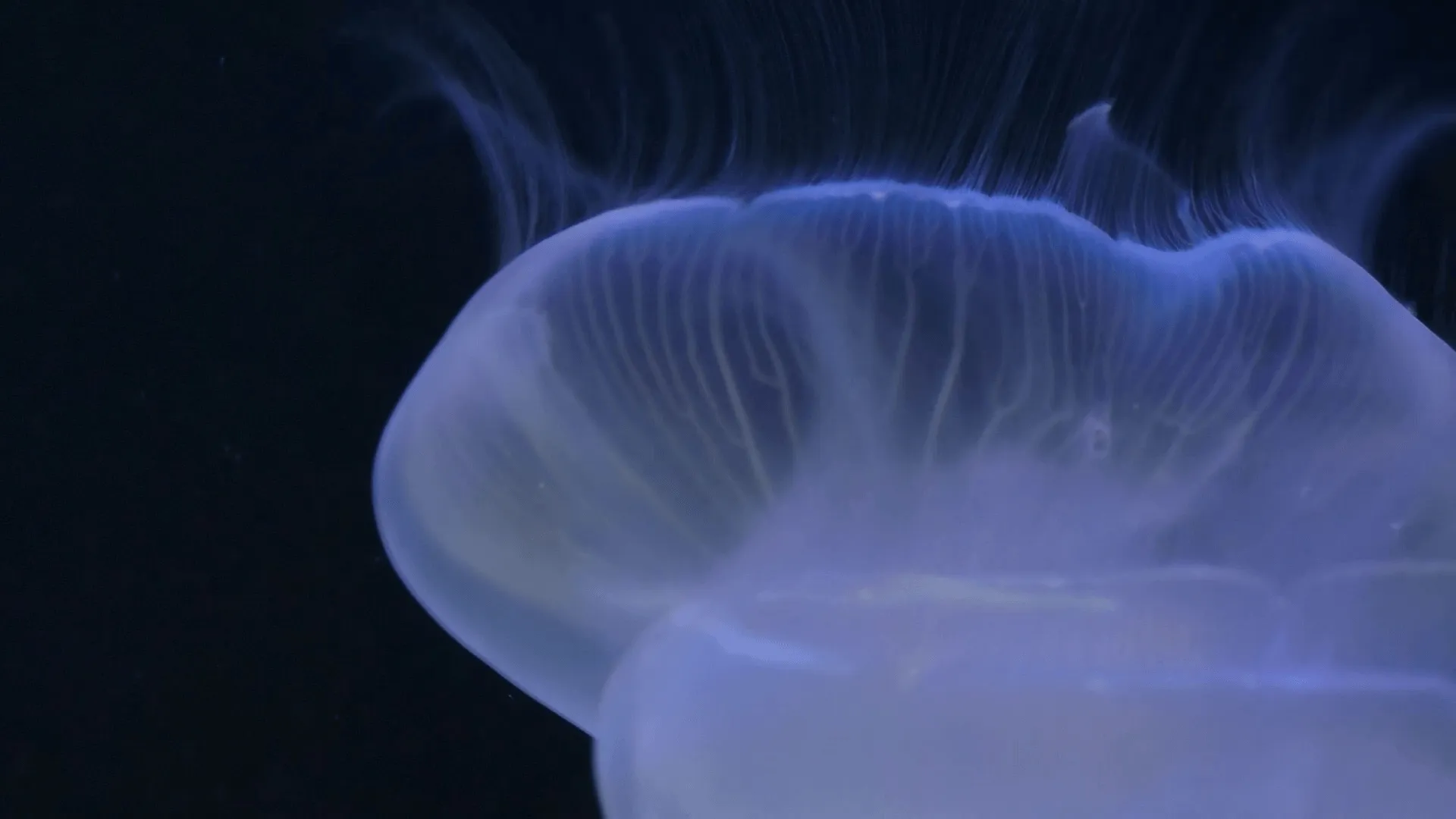 thumbnail - S1:E4 Alien Jelly