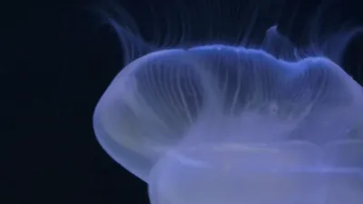 thumbnail - S1:E4 Alien Jelly