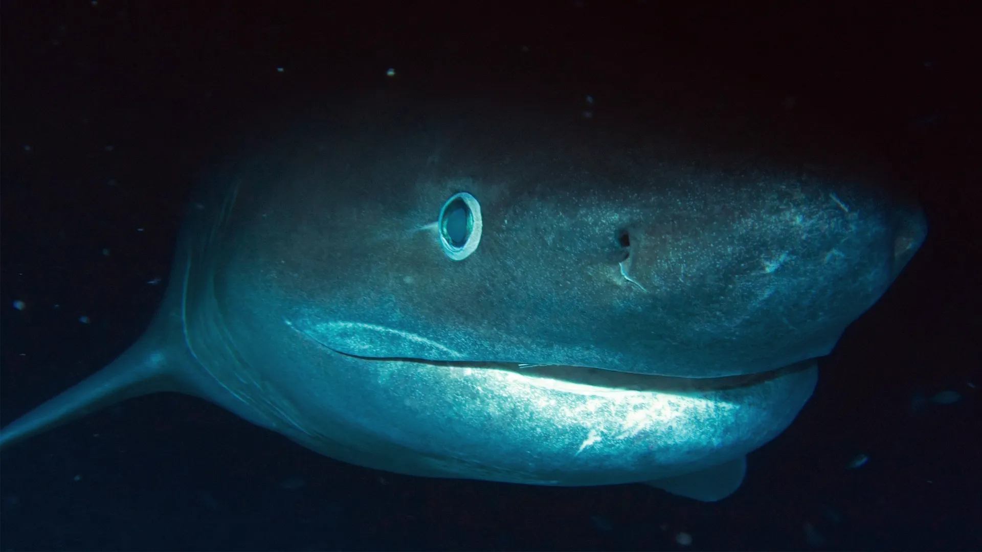 thumbnail - S1:E3 Jurassic Shark