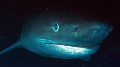 thumbnail - S1:E3 Jurassic Shark