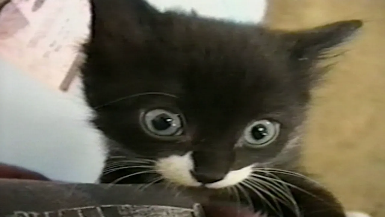 thumbnail - S18:E19 Dogs & Cats, The Problem with Plastic Chairs, and Manly Men